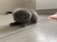 3 beyaz ve 1 gri 1 aylık yavru british longhair