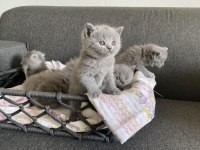 Gri British Shorthair yavrular