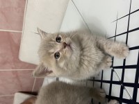 British shorthair yavruma yuva arıyorum