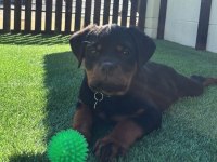 Evinizin Yeni Üyesi Rottweiler Kapıda Ödeme Vardır
