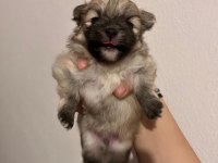 POMERANİAN BOO TEDDY BEAR