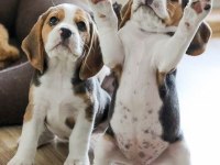 Elizabeth beagle three color safkan orijinal garantili