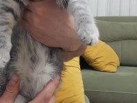 Sahiplendirilecektir british shorthair