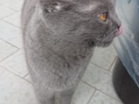 1 yaşında dişi british shorthair