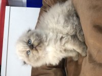 Scottish blue point