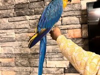 Macaw papağanlarımız