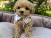Maltipoo yavrularımız aşılı