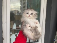 A kalite safkan chinchilla longhair kedim