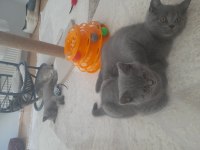 Yavru british shorthair sahiplendirme