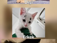 Sahiplendirmek istediğimiz yavru kediler