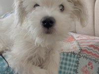 Maltese terrier erkek