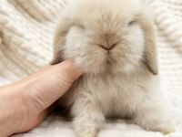 HOLLANDA LOP VE TEDDY LOP TAVŞAN YAVRULAR