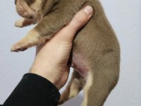 New Shade Rojo and Tan Erkek French Bulldog Yavrumuz