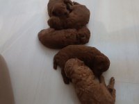 Yeni Yuvasını Arıyor Köpeğimiz