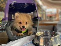 Pomeranian 4.5 aylık erkek