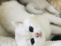 Minnoş kızım british shorthair