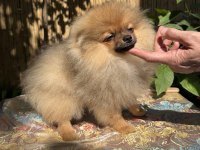 Turuncu Renkte Pomeranian Tea Cup Erkek