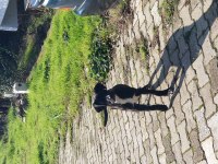 YALOVA CINARCIK TA ÜCRETSİZ YAVRU CANE CORSO ITALIANO