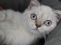 Veteriner kontrolünde sağlıklı scottish fold yavrular