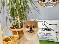 Antalya garantili ayı surat pomeranian boo yavru