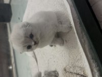 A kalite 2 aylık scottish fold yavrular