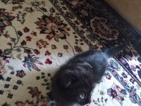 Scottish straight cinsi kedimiz