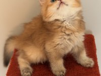 Golden British Shorthair Yavrular