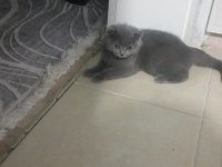 Gri scottish fold kızımız