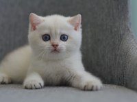 ERKEK GOLDEN POINT BRITISH SHORTHAIR