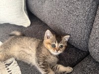 Golden british shorthair yavrular