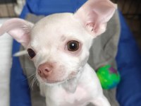7 Aylık Chihuahua Cinsi Köpeğimiz