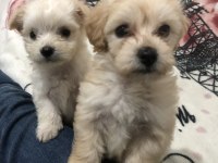 Maltipoo ve maltese