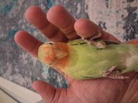 Sevda papağanı açıklama okuyun