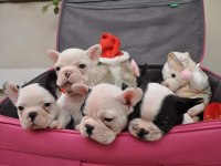 FRENCH BULLDOG YAVRULARI