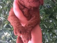 Dişi ve erkek teacup poodle
