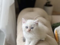 Mavi Göz British Shorthair Yavrum