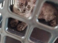 minnak british shorthair kedimize ömürlük yuva