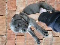 Cane corso blue