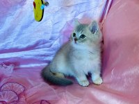 British shorthair erkek yeni evini arıyor