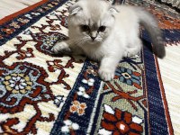 Scottish fold kızımıza acil yuva arıyoruz