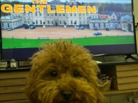 Sevgi ile bakılan toy ve teacup (bardak) boy poodle yavrular