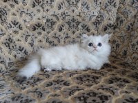 Son kalan a kalite dişi british longhair
