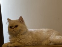 Orjinal Saf Kan İran PERSİAN Son 1 Yavru Anne ve Baba