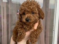 TÜY DÖKMEYEN SAĞLIK IRK KALİTE GARANTİLİ KÖPEKLERİMİZ