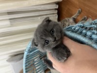A Kalite Scottish Fold İstanbul
