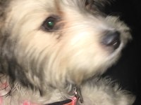 Süs köpeği maltese terrier 6 aylık