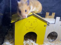 KAMPANYALI KAFES VE HAMSTER DOĞRU ADRES