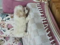 Pamuk Gibi Boncuk Gözlü Minik Köpeğimiz