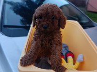 Red brown toy poodle