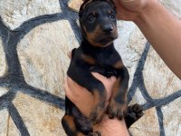 Estetikli ve Estetiksiz Doberman Yavrular